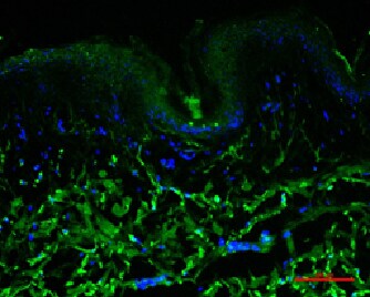 Laminin beta 3 Antibody (CL3363) - BSA Free NBP2-46623