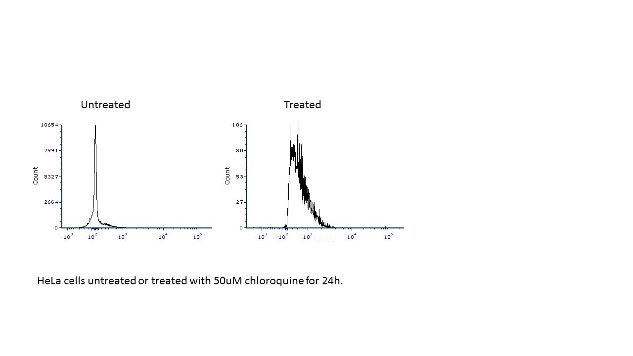 LC3B Antibody (1251A) [Alexa Fluor® 405] NBP2-46892AF405