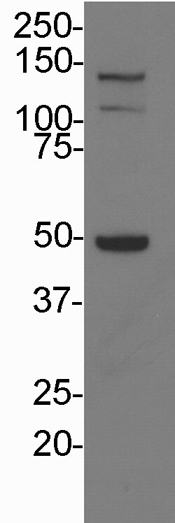 SKIV2L Antibody - BSA Free NBP2-47274