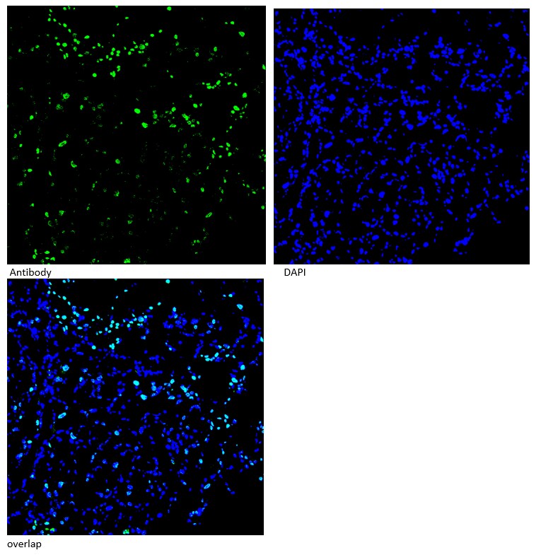 SC35 Antibody - BSA Free NBP2-47290