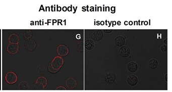FPR1 Antibody - BSA Free NBP2-47452