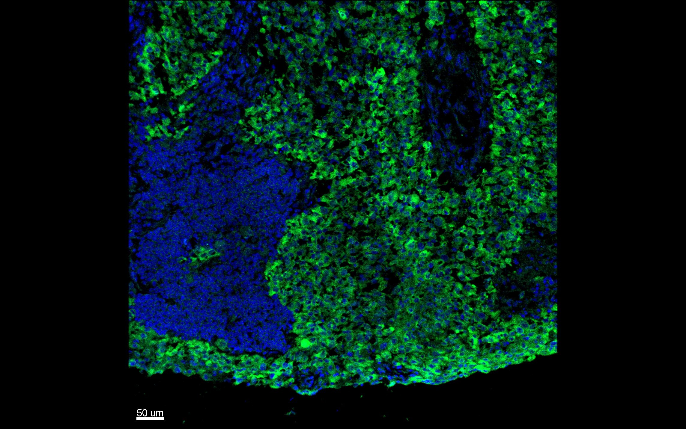 Melan-A/MART-1 Antibody (MLANA/788) [Alexa Fluor® 488] NBP2-47803AF488