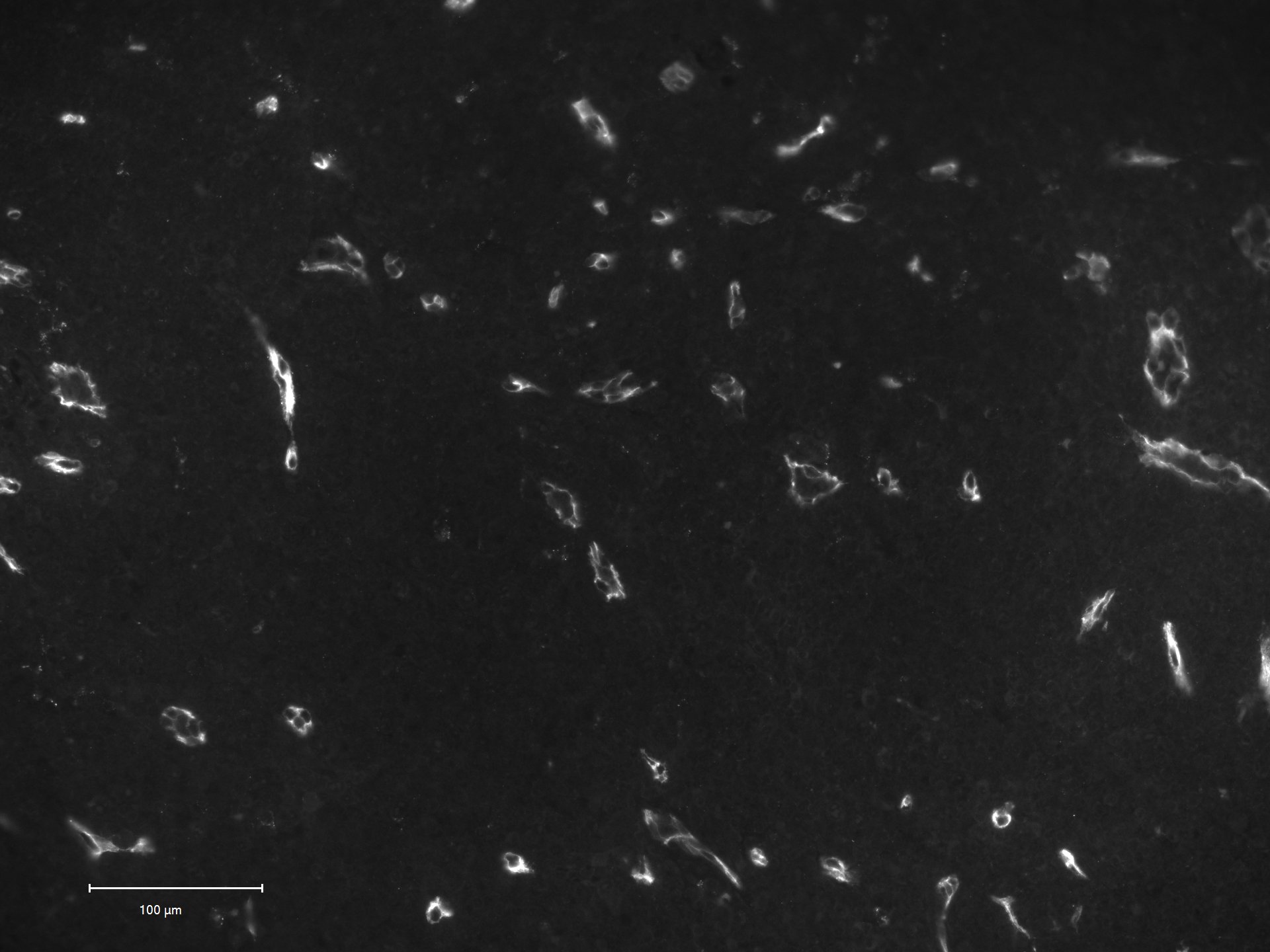 CD34 Antibody (QBEnd/10 + HPCA1/763) - Azide and BSA Free NBP2-47909
