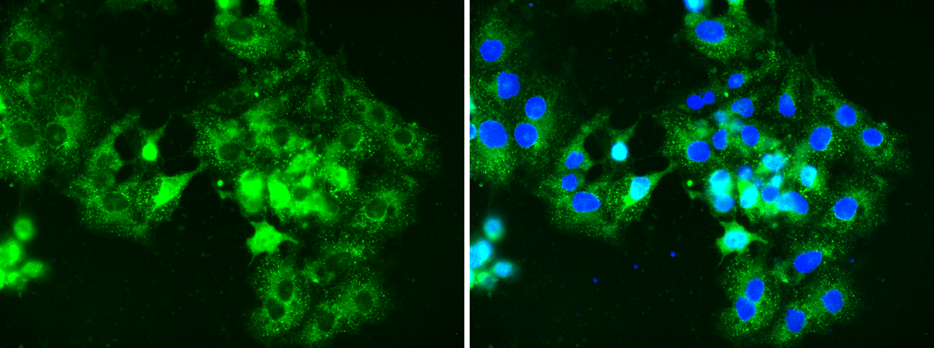 GCM1 Antibody - BSA Free NBP2-48520