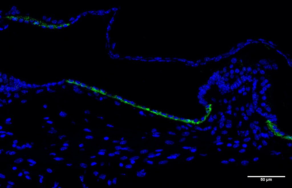 BSND Antibody - BSA Free NBP2-49101