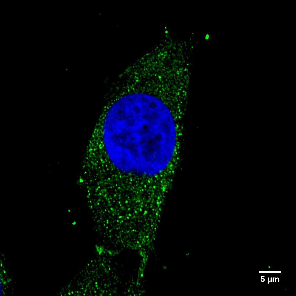 Rab11A Antibody - BSA Free NBP2-49320