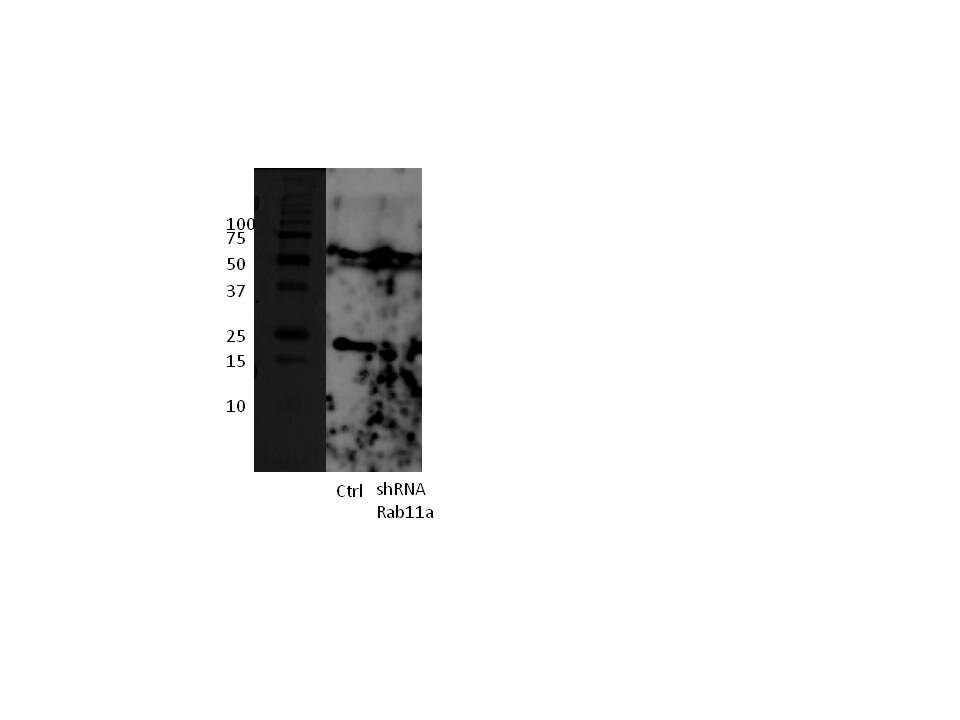 Rab11A Antibody - BSA Free NBP2-49320