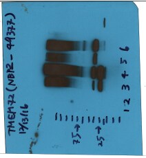 TMEM72 Antibody - BSA Free NBP2-49377