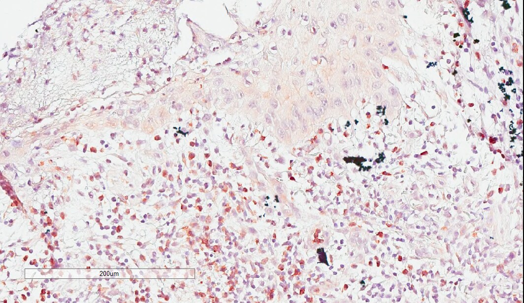 Granzyme K Antibody - BSA Free NBP2-49387