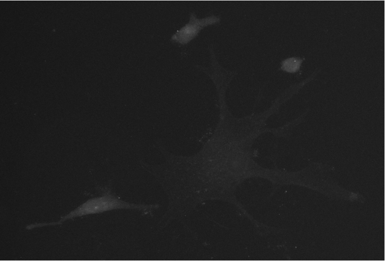 c-Abl Antibody (8E9) NBP2-49695