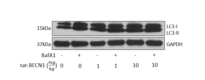Tat-Beclin 1 D11 Autophagy Inducing Peptide - Retroinverso form NBP2-49888