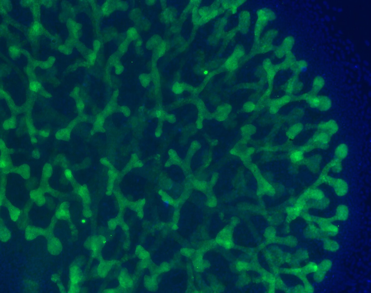 Calbindin D-28K Antibody - BSA Free NBP2-50028