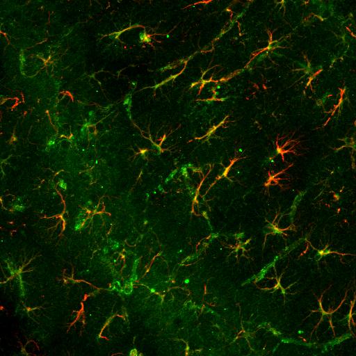 ALDH1L1 Antibody (2E7) - BSA Free NBP2-50033