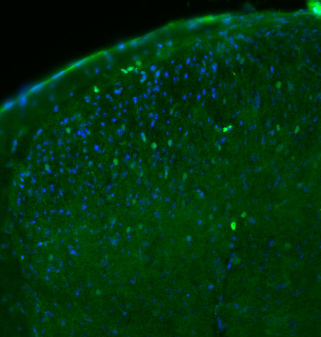 c-Fos Antibody (2H2) - BSA Free NBP2-50037