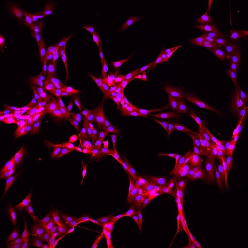 ALDH1L1 Antibody (4A12) - BSA Free NBP2-50045