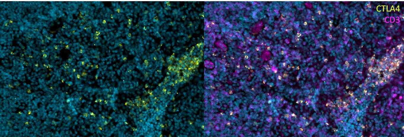 CTLA-4 Antibody (L4P2F5*F10) [Alexa Fluor® 750] NBP2-50286AF750
