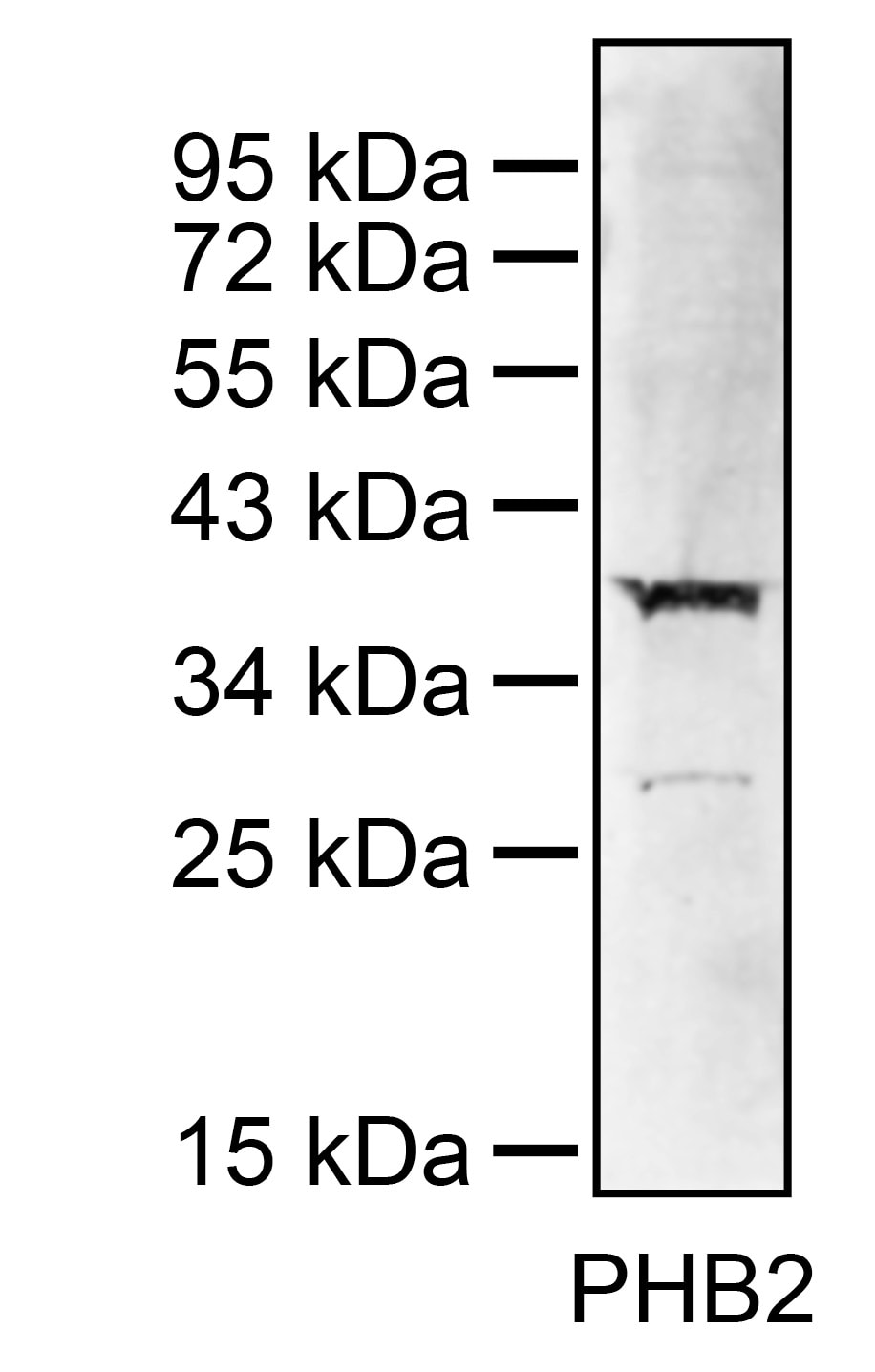 Prohibitin 2 Antibody - BSA Free NBP2-50549