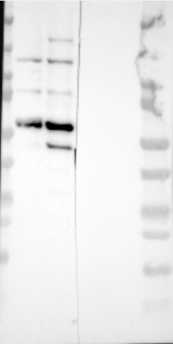 CYP1B1 Antibody - BSA Free NBP2-50551
