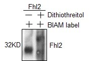 Recombinant Human FHL2 His Protein NBP2-51868