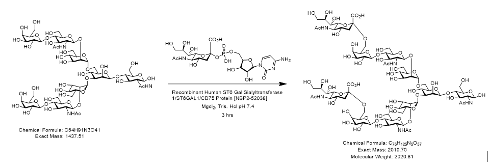Recombinant Human ST6 Gal Sialyltransferase 1/ST6GAL1/CD75 His Protein NBP2-52038