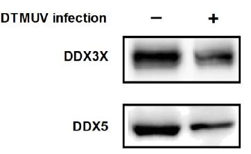 DDX3 Antibody (3B9E3) - BSA Free NBP2-52457