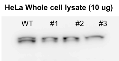 DDX3 Antibody (3B9E3) - BSA Free NBP2-52457