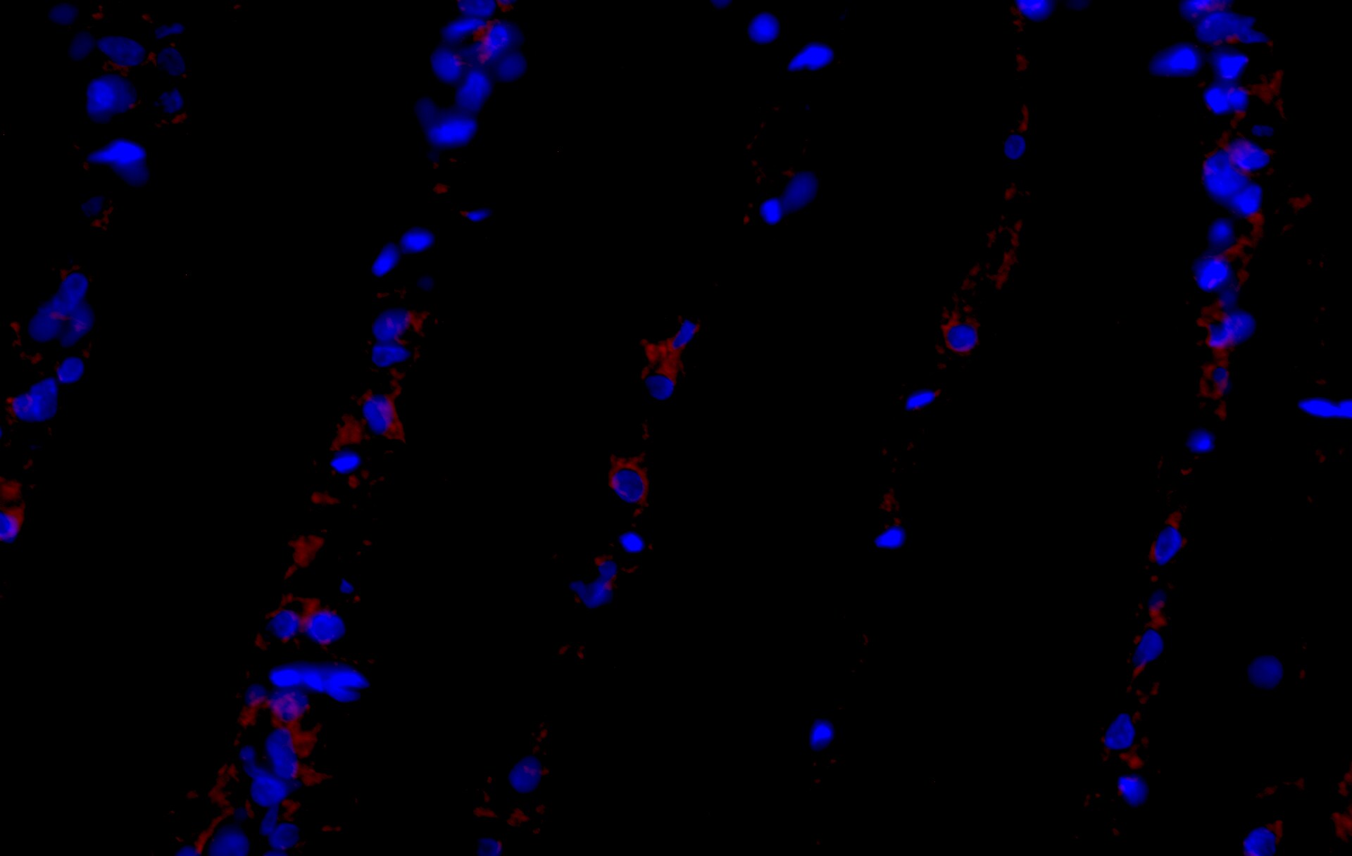 PDGFR alpha Antibody (8E12F2) - BSA Free NBP2-52528
