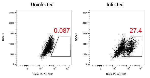 Flavivirus group antigen Antibody (D1-4G2-4-15 (4G2)) [PE] NBP2-52709PE