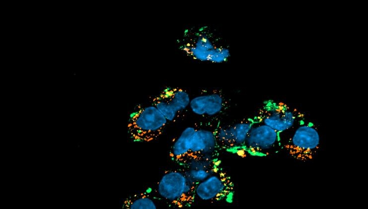 LAMP-1/CD107a Antibody (5E7) - BSA Free NBP2-52721