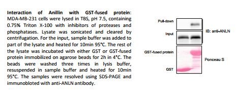 Anillin Antibody (CL0303) - BSA Free NBP2-52908