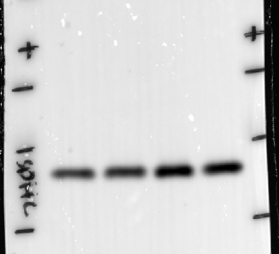 SDHB Antibody (CL0347) - BSA Free NBP2-52920