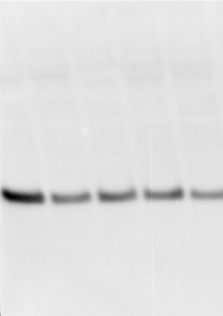 Apolipoprotein A-I/ApoA1 Antibody - BSA Free NBP2-52979