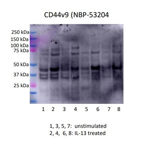 CD44 Antibody (CD44v9/1459) - variant 9 NBP2-53204