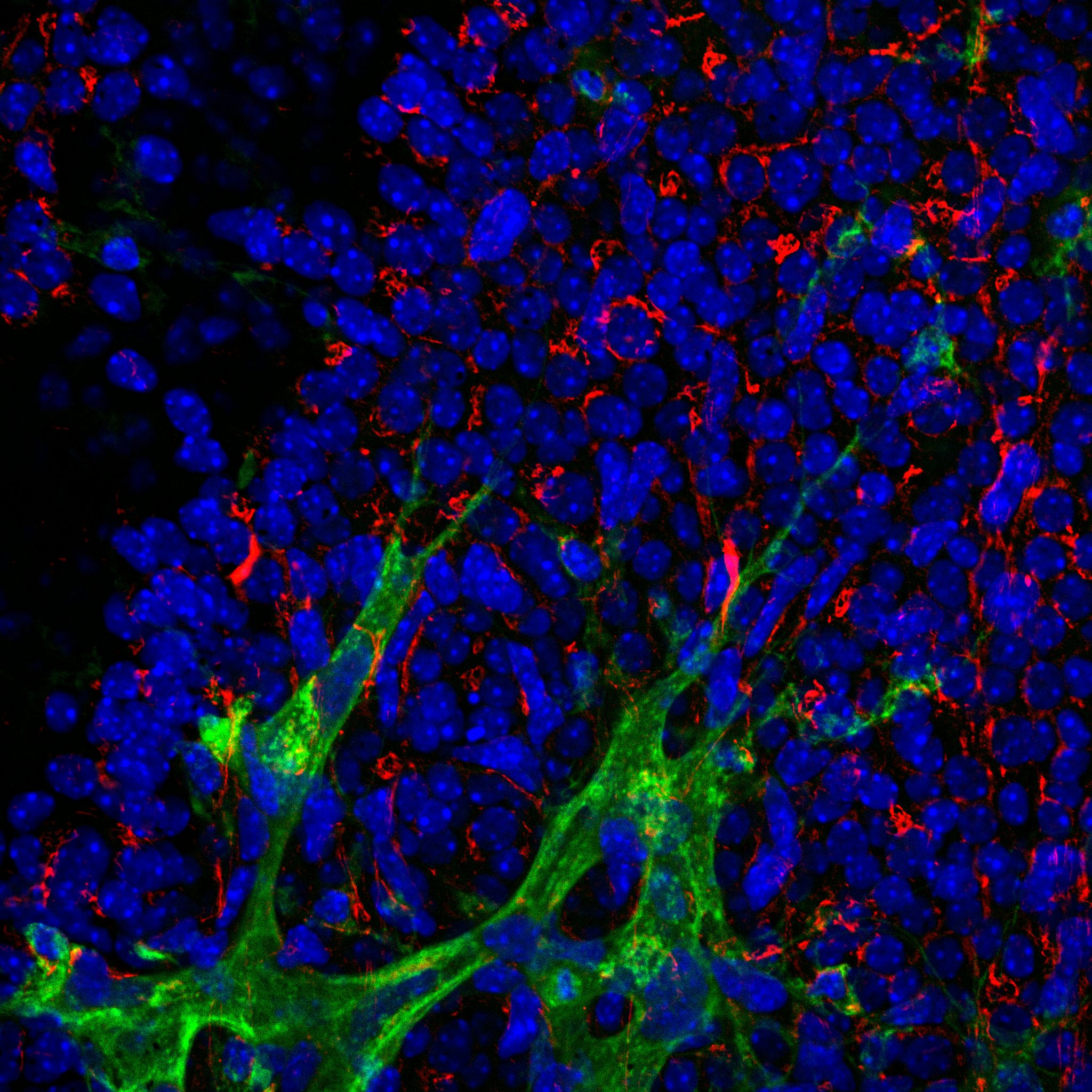 GM130/GOLGA2 Antibody - BSA Free NBP2-53420