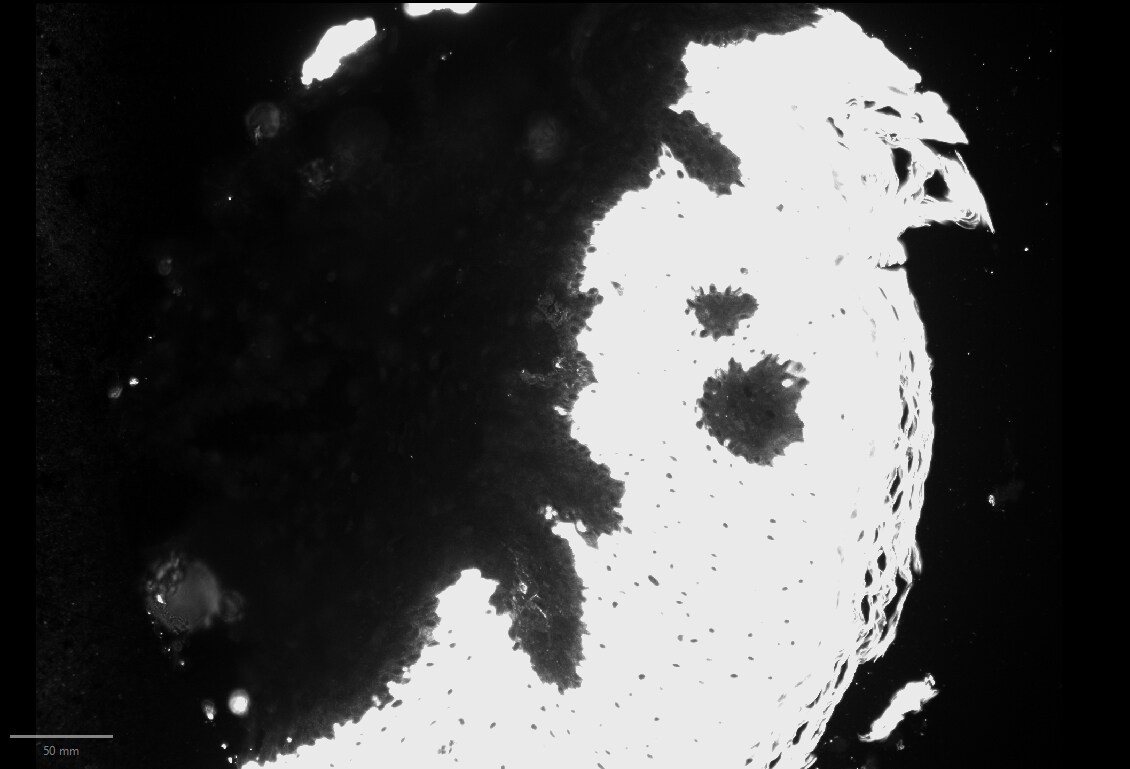 Cytokeratin 10 Antibody (SPM623) - Azide and BSA Free NBP2-54332