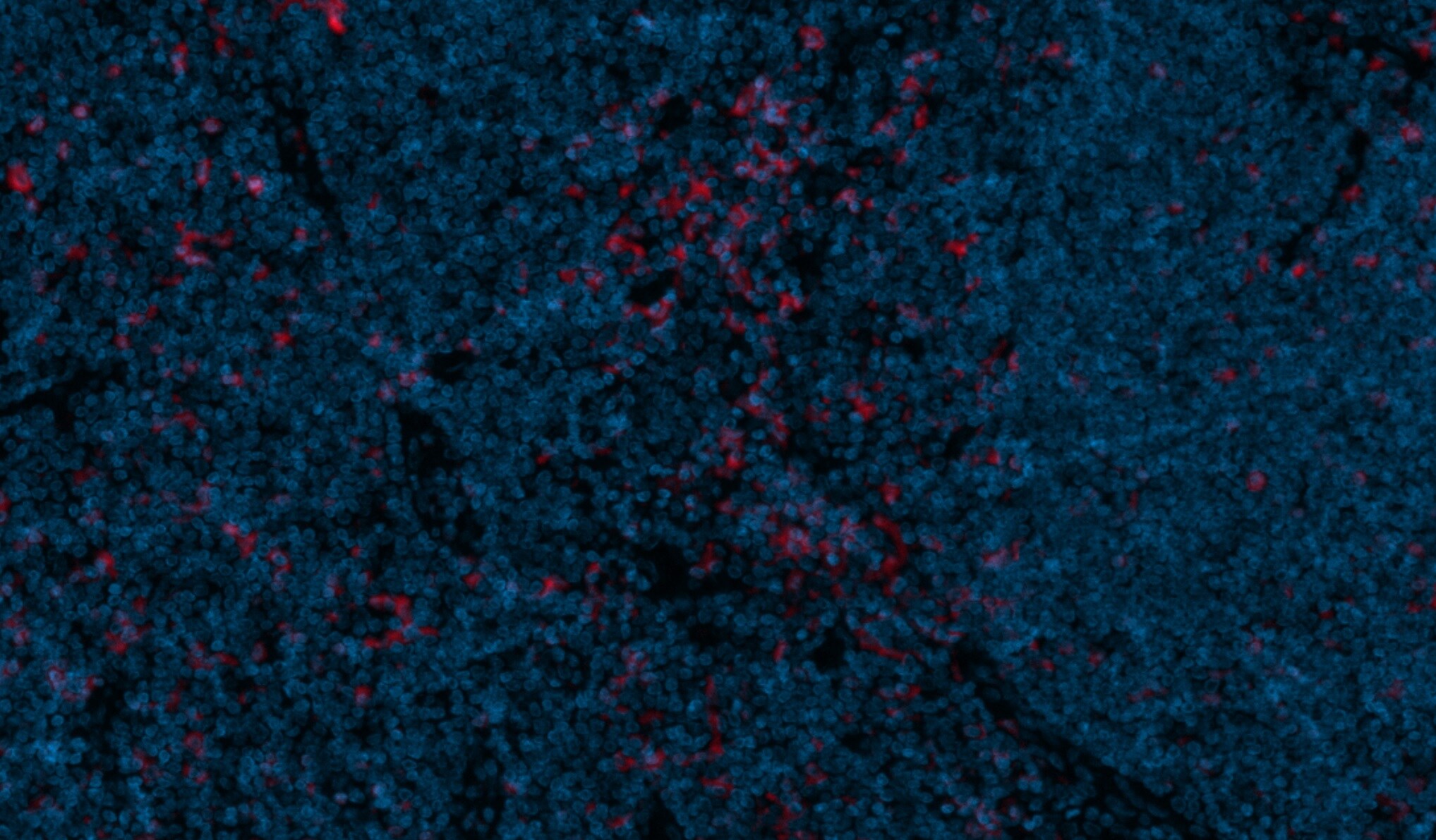 CD11c Antibody (ITGAX/1243) [Alexa Fluor® 750] NBP2-54432AF750