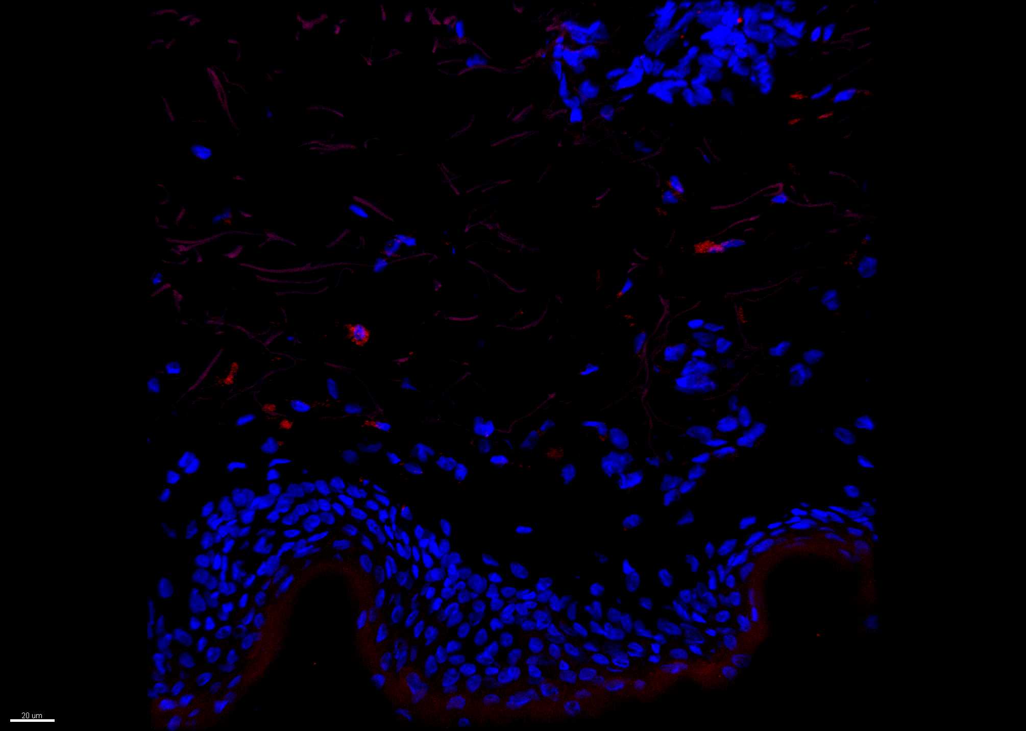 Factor XIIIa Antibody (SPM180) [Alexa Fluor® 488] NBP2-54480AF488