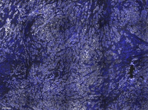 E-Cadherin Antibody (CDH1/1525) [Alexa Fluor® 750] NBP2-54551AF750