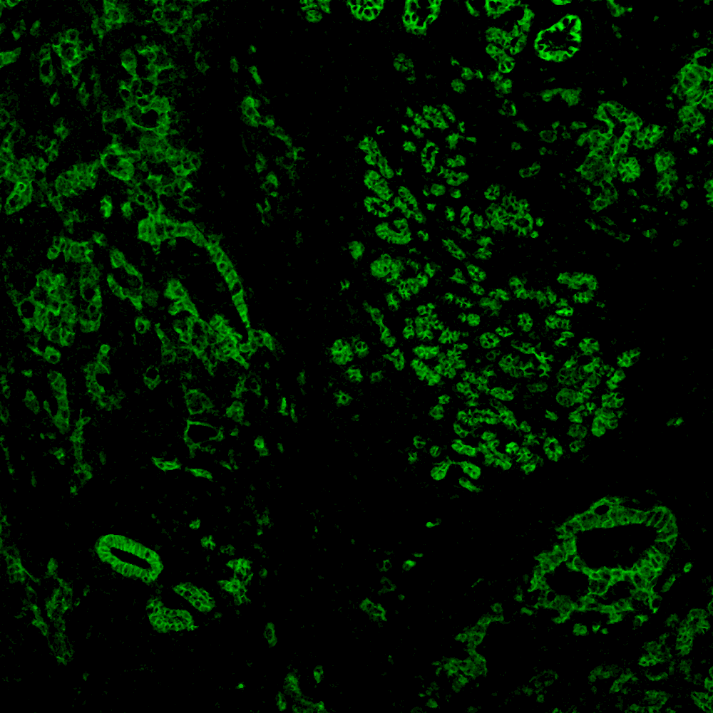 E-Cadherin Antibody (4A2) - Azide and BSA Free NBP2-54587