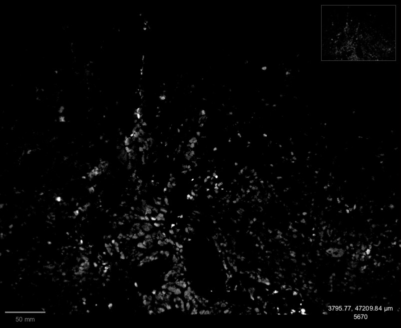 SOX2 Antibody (SOX2/1792) - Azide and BSA Free NBP2-54593