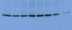 ABCG1 Antibody - BSA Free NBP2-54682