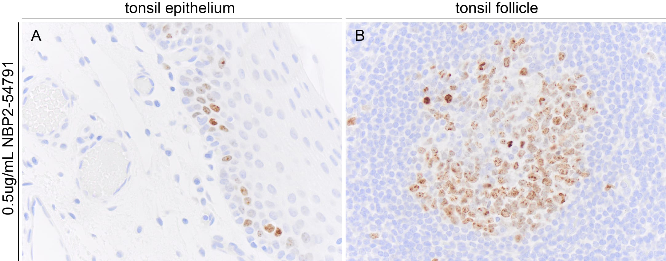 Ki67/MKI67 Antibody (1297A) - BSA Free NBP2-54791