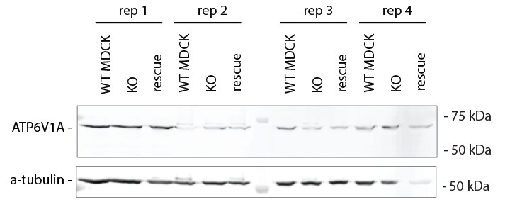 ATP6V1A Antibody - BSA Free NBP2-55164