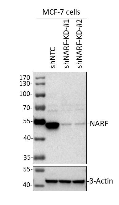 NARF Antibody - BSA Free NBP2-55660