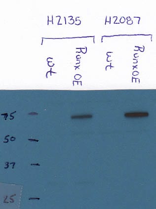 RUNX1T1/ETO Antibody - BSA Free NBP2-55747