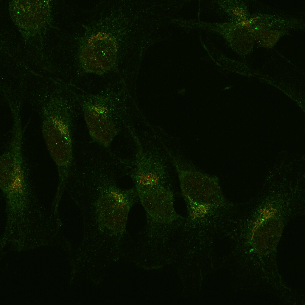RER1 Antibody - BSA Free NBP2-57144