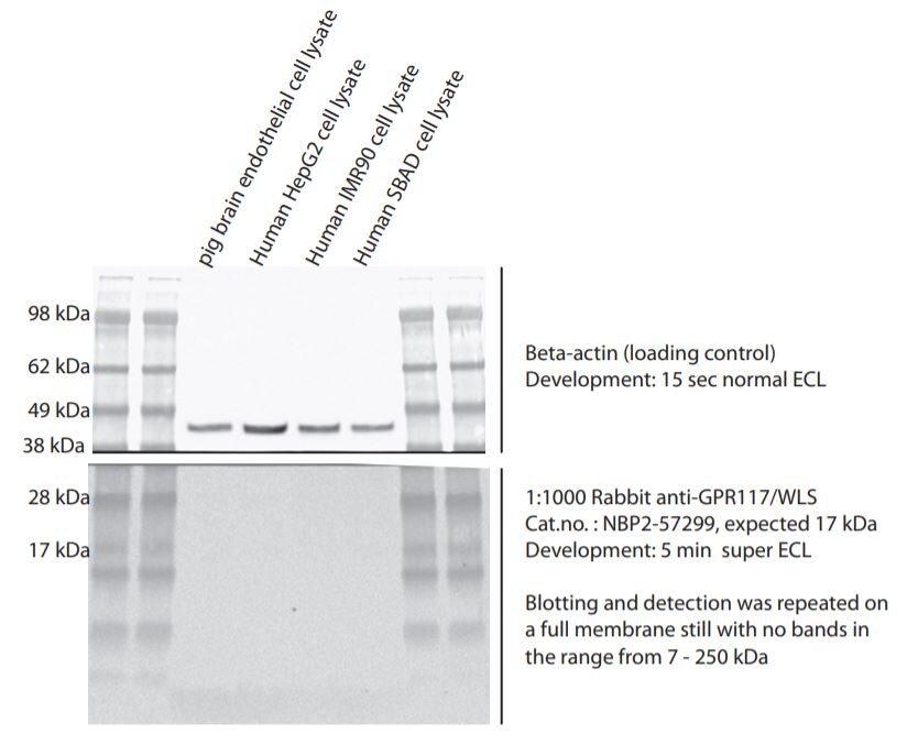 GPR177/WLS Antibody - BSA Free NBP2-57299