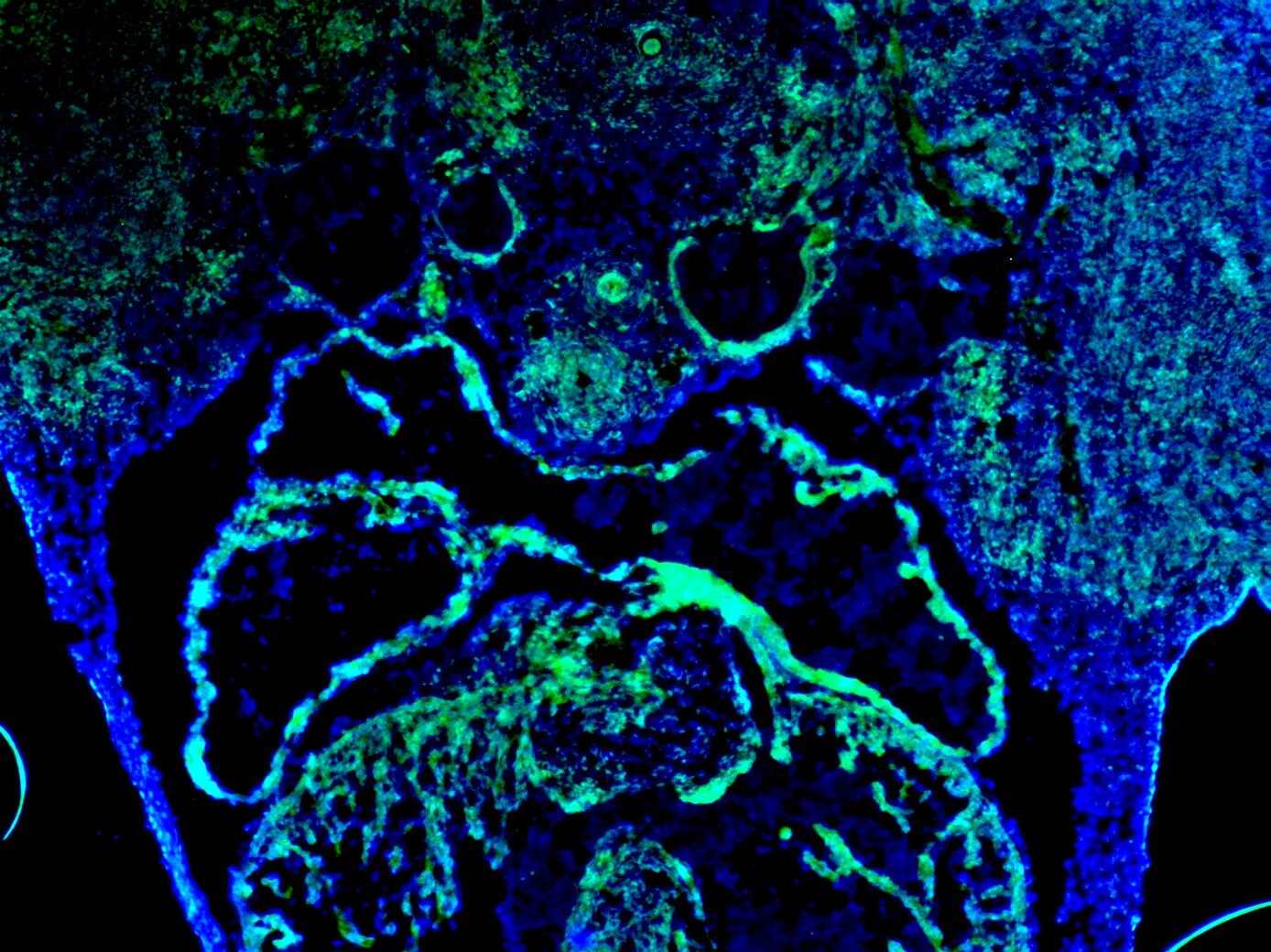 EYA1 Antibody - BSA Free NBP2-58069