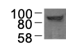MAK10 Antibody - BSA Free NBP2-58424