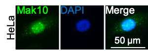 MAK10 Antibody - BSA Free NBP2-58424